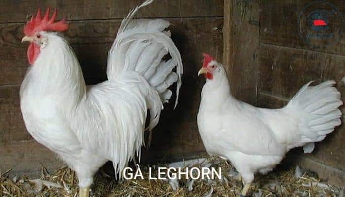 Gà Leghorn - năng suất trứng của giống gà lơ go