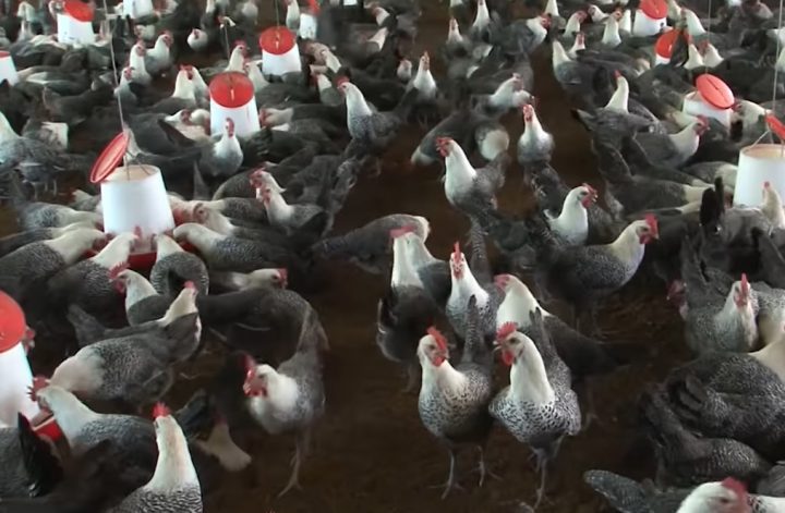 Gà Ai Cập - cần lưu ý gì khi chăm sóc giống gà "siêu trứng"? - Chăn nuôi