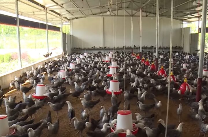 Gà Ai Cập - cần lưu ý gì khi chăm sóc giống gà "siêu trứng"? - Chăn nuôi