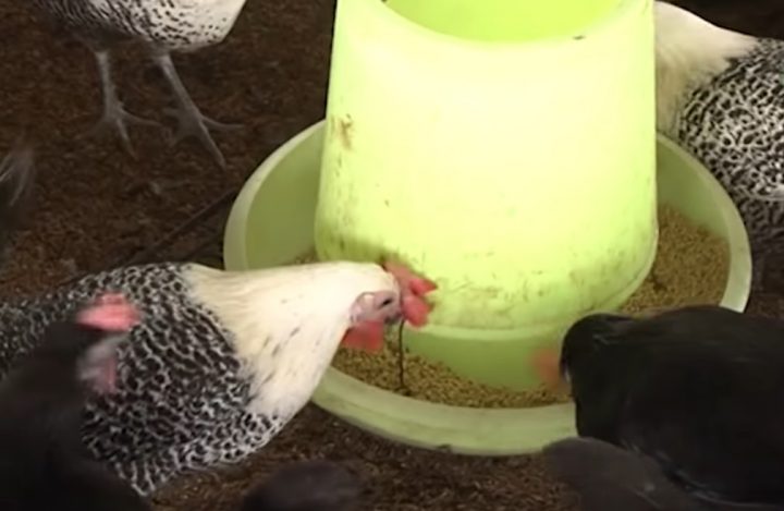 Gà Ai Cập - cần lưu ý gì khi chăm sóc giống gà "siêu trứng"? - Chăn nuôi