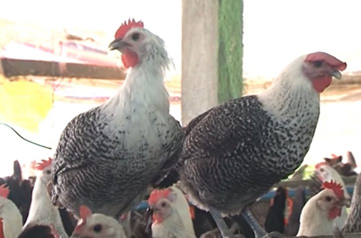 Gà Ai Cập - cần lưu ý gì khi chăm sóc giống gà "siêu trứng"? - Chăn nuôi