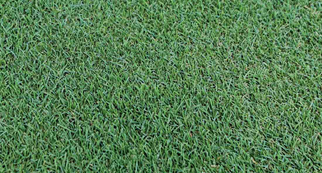 Cỏ Bermuda: Định nghĩa và Đặc điểm – Bethel Farms