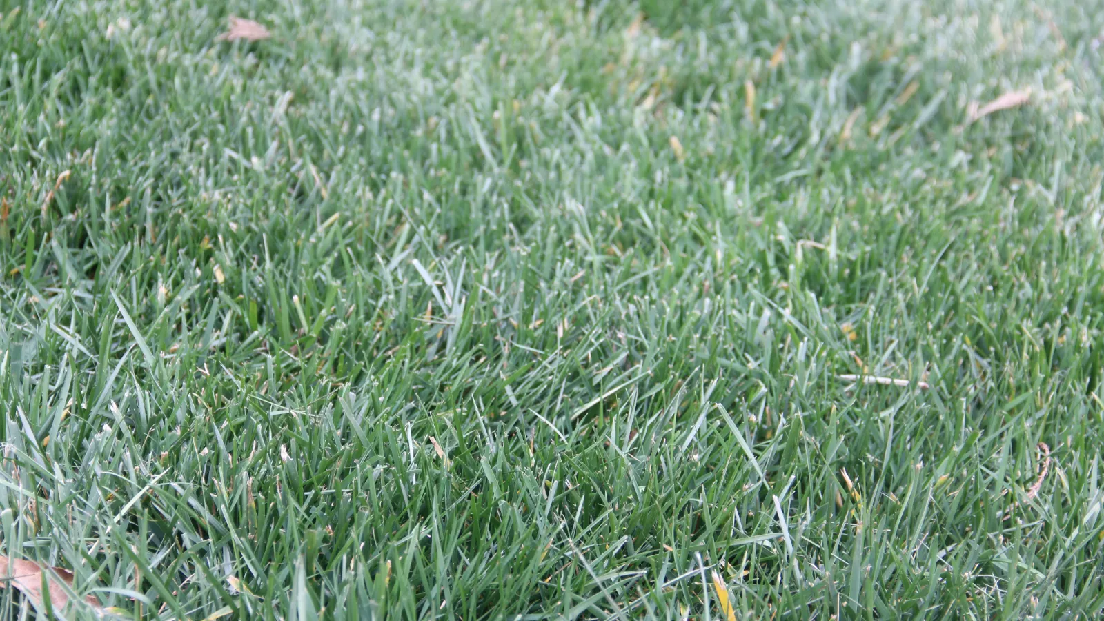 Cỏ đuôi cáo | Chăm sóc bãi cỏ Turf Masters