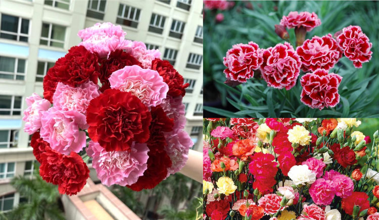 12 loài hoa tượng trưng cho sự may mắn và hạnh phúc!