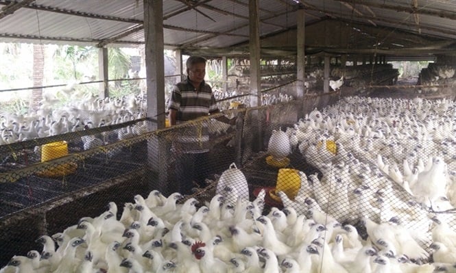 Nuôi gà đen, sống khỏe mạnh