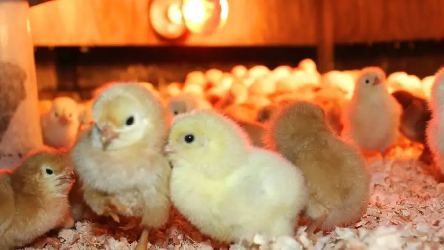 Học Cách Nuôi Gà Con 1 Tháng Tuổi Tại Nhà Đơn Giản Và Hiệu Quả!