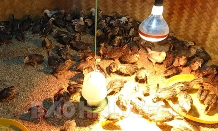 Kinh nghiệm úm và chăm sóc gà con