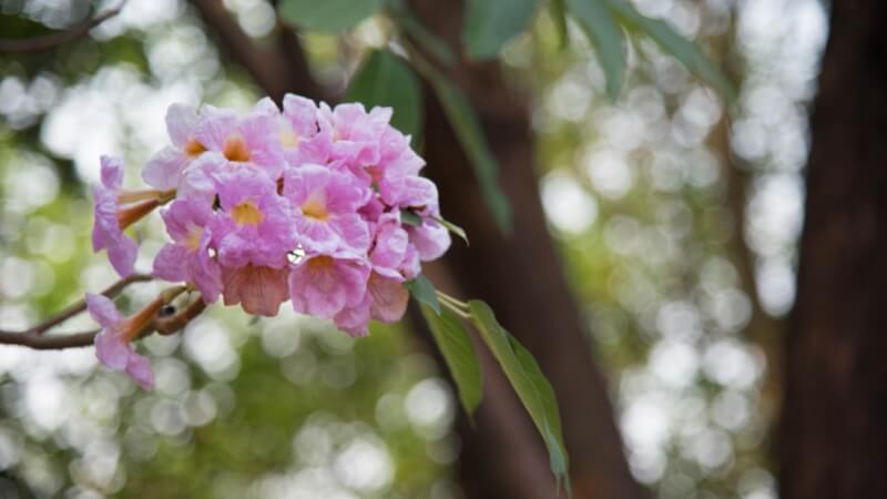 Nguồn gốc, ý nghĩa cây kèn hồng