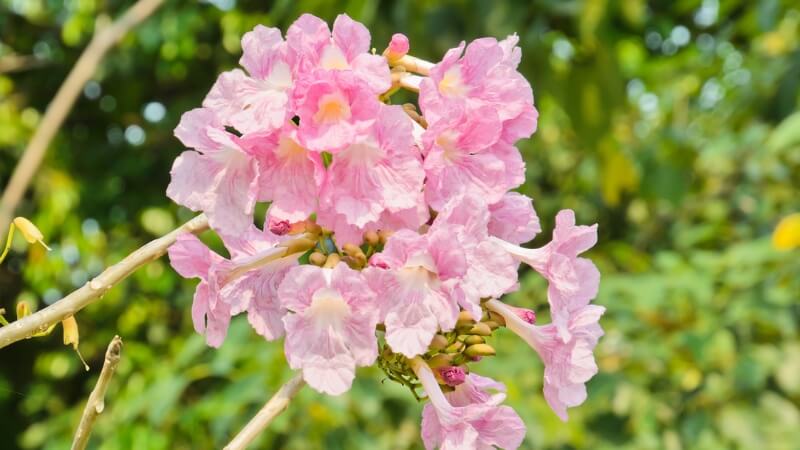 Đặc điểm, phân loại cây kèn hồng