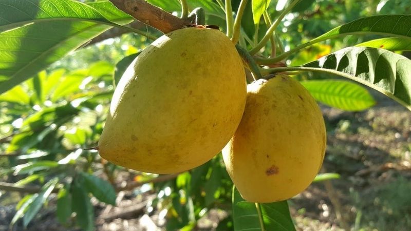 Phải mất bao nhiêu ngày thì một cây mới ra quả?