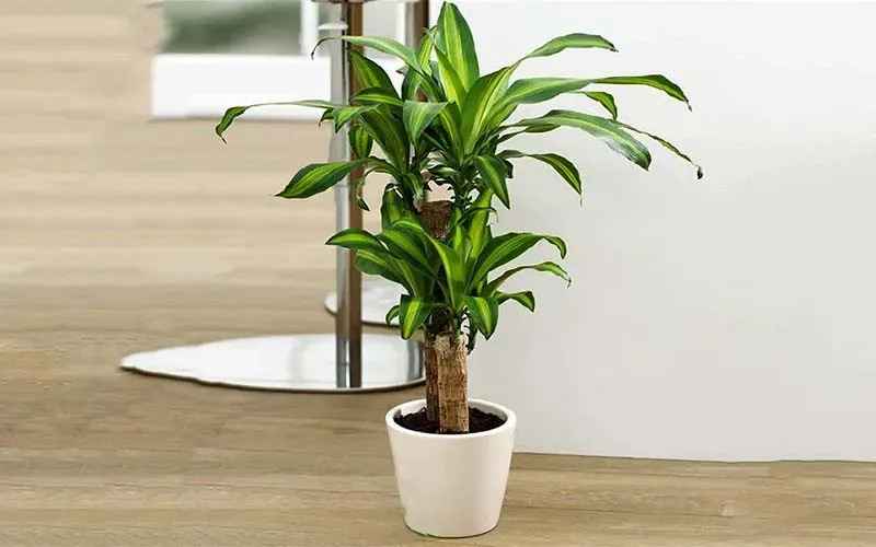 Ý nghĩa phong thủy và công dụng của cây thiết mộc lan
