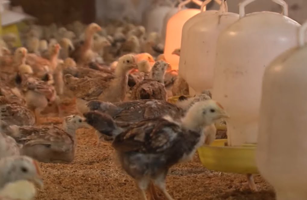 Phòng trị bệnh Cầu Trùng ở gà - Niên Giám Nông Nghiệp