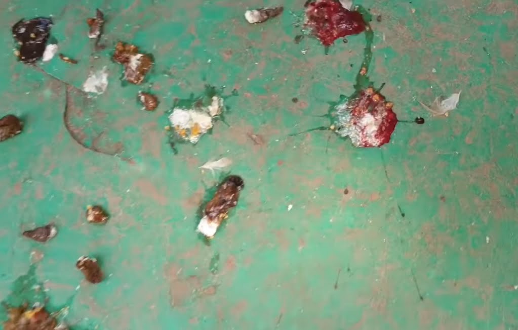 Phòng trị bệnh Cầu Trùng ở gà - Niên Giám Nông Nghiệp