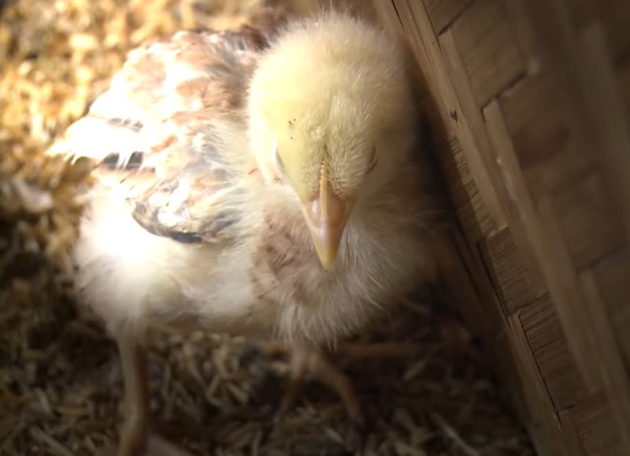 Phòng trị bệnh Cầu Trùng ở gà - Niên Giám Nông Nghiệp