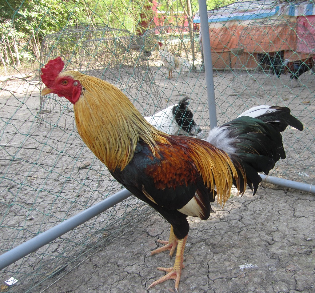 Đặc điểm ngoại hình và vóc dáng uy nghi của chiến kê Chợ Lách