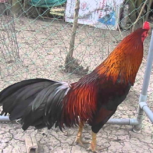 Lịch sử hình thành và nguồn gốc dòng gà Chợ Lách Bến Tre