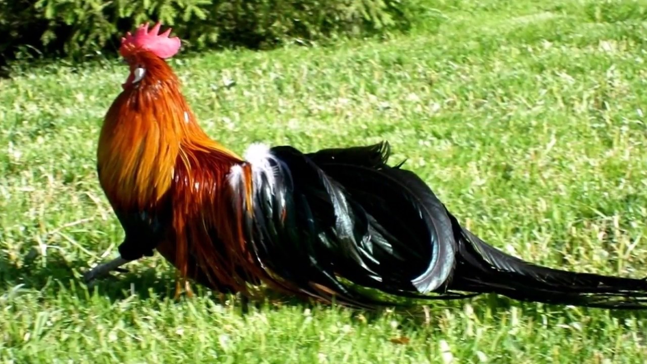 Về gà Phượng hoàng: đặc điểm giống, cách chọn giống, nuôi nhốt