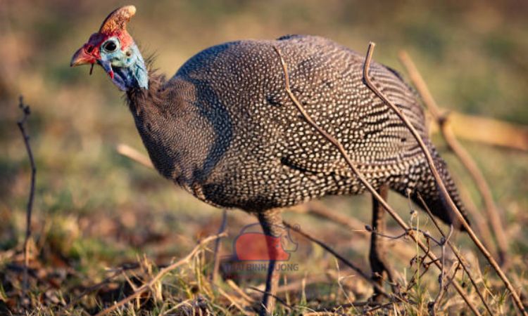 Tìm hiểu về gà sao: nguồn gốc, đặc điểm và giá bán con giống