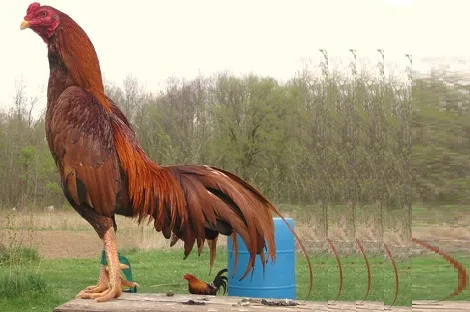 Tìm hiểu giống gà chọi Thái Lan, gà Philippines, gà Asil Pakistan