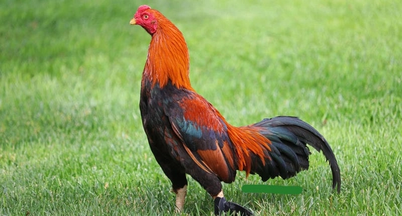 Gà Asil Mỹ Nhập – Chiến Kê Ngoại Nhập Được Săn Đón Tại Việt Nam