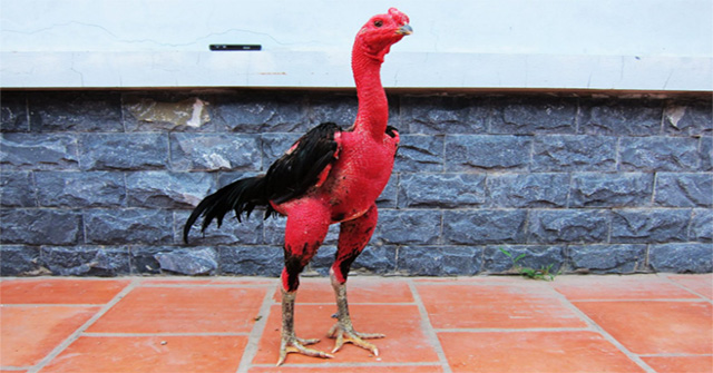 Thiên hạ vô địch" ở Trung Quốc cũng phải "chạy té khói" khi gặp gà chọi Việt Nam - KhoaHoc.tv